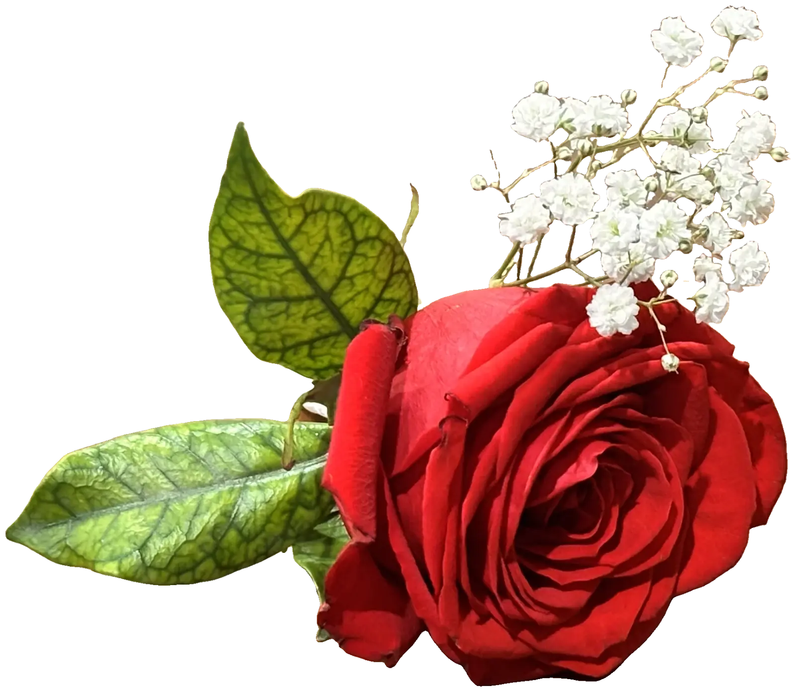 Red rose boutonnière with a green leaf